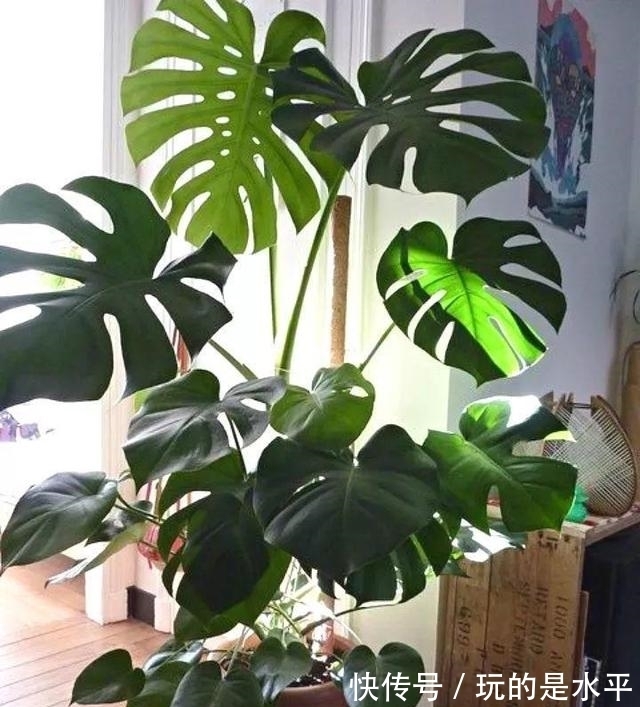 养了3年的龟背竹,冬天也给“浇点肥”,蹭蹭冒出4片新叶子