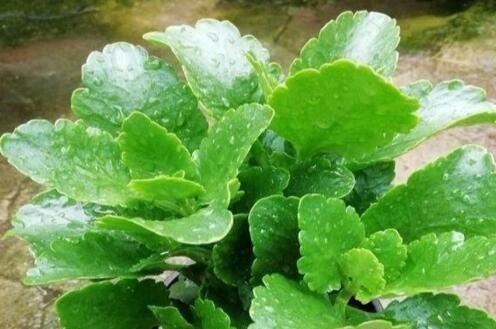 生长|随手喂点“它”,长寿、蟹爪兰生长呈现“爆发式”,开花提前30天