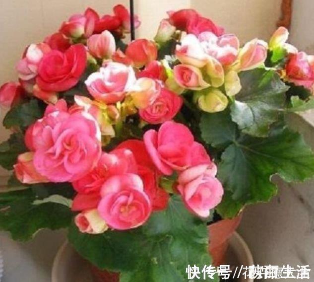 大岩桐|4种花现在养刚刚好，夏天开花很漂亮，日子越过越红火