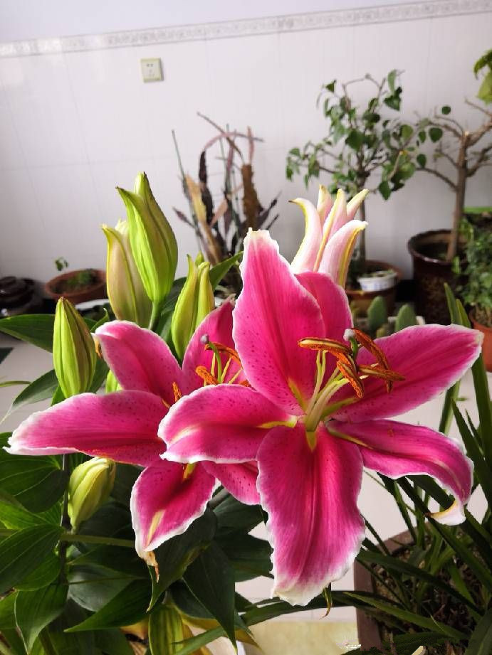 适合新手养的花,丢土里就能活,两个月开花,花色丰富多彩