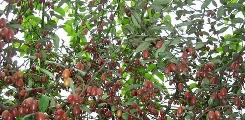  30年前很常见，很多小孩不敢吃，酸甜可口，如今被大量种植