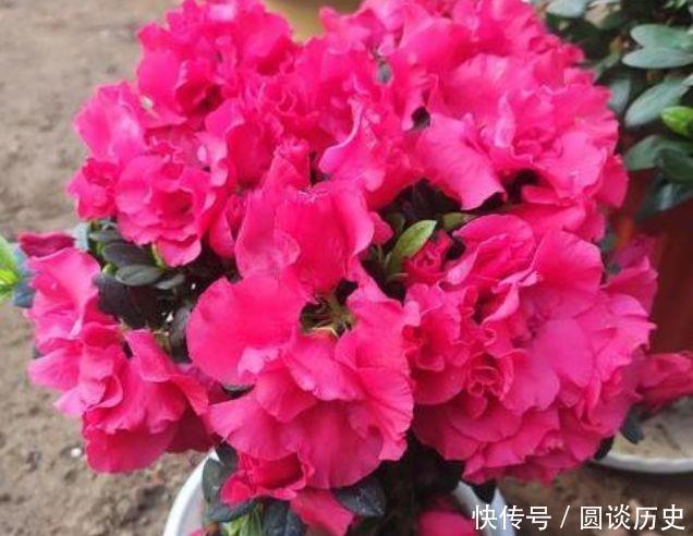 营养土|开花最香的5种花，家里养一盆，满屋飘香，养庭院，十里飘香