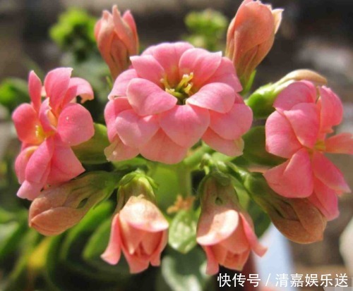 金钱树|“4种花卉”生意人偷着养，自己发财不告诉别人，摆在家中能发家