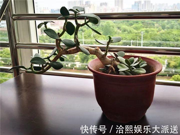 玉树|在家养玉树，记得每月砍一刀，半年长成老桩！