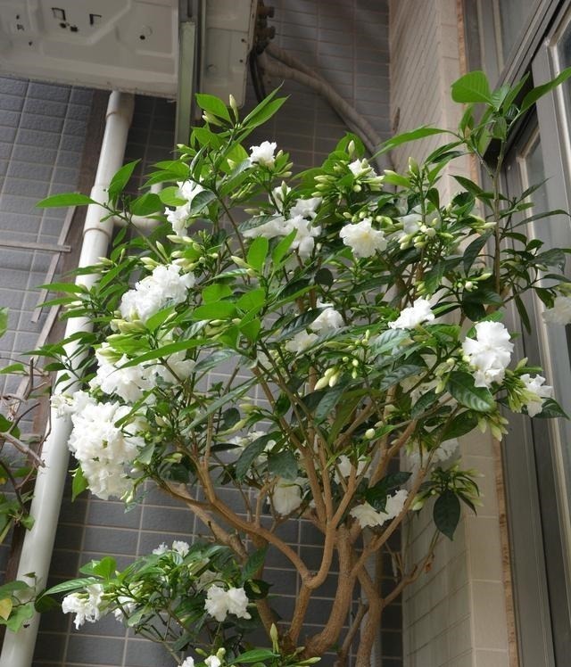 被名字耽误一生的6种花,土里土气,开花却“气度非凡”靓丽入眼