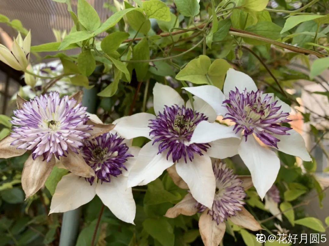 蓝目菊|蓝雪花妥妥的开花机器，花量大、花期长，让人不得不爱