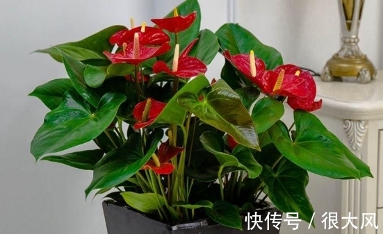 拿白醋养杜鹃、栀子花、绿萝,原来用法有区别,效果也不一样