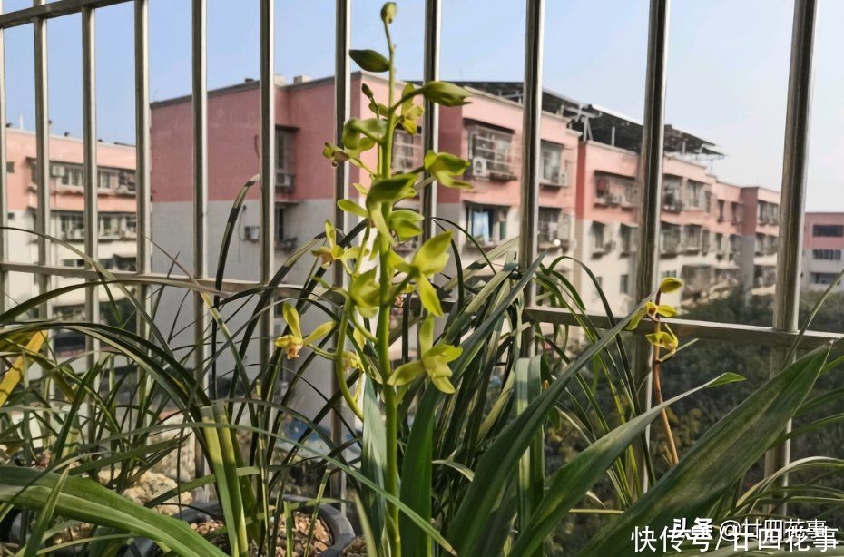 苗壮根旺|养兰花，有“四不十二字”，灵活掌握，苗壮根旺开花香