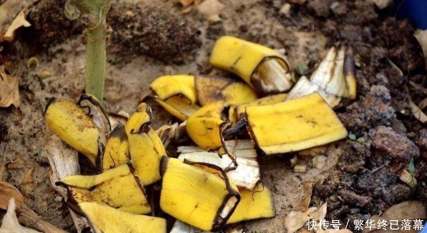 养什么花,都可以用“1斤香蕉皮”,能让叶子更油绿,开花爆满盆