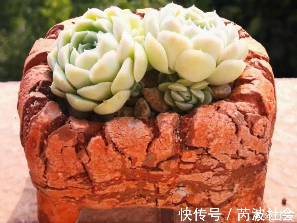 寒潮过后，多肉美出天际，颜色鲜艳明亮，真馋人！