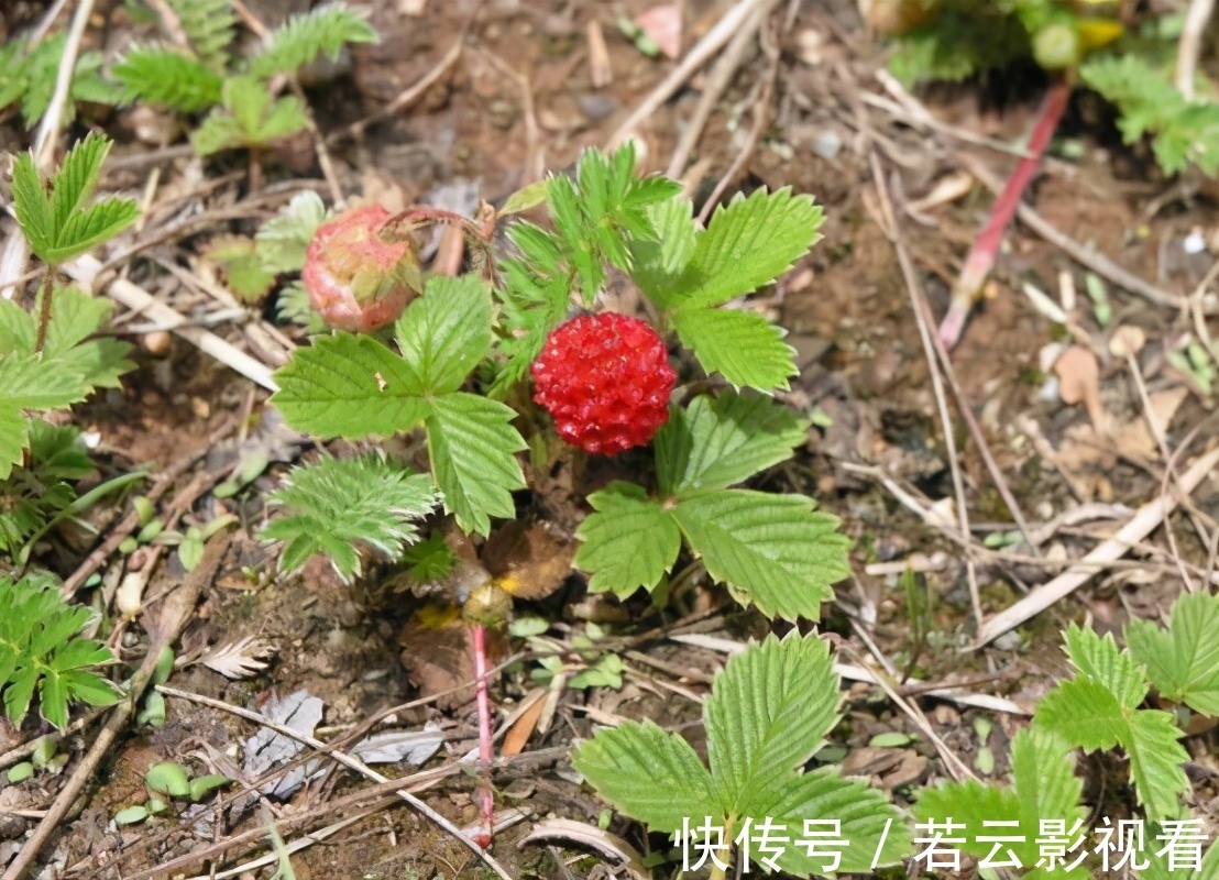 小孩|有种野果叫蛇莓，比草莓还好吃，大人却说不能吃，为啥？