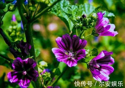 锦葵怎么养护更鲜艳教你3个小妙招,养出花色艳丽又灿烂的锦葵