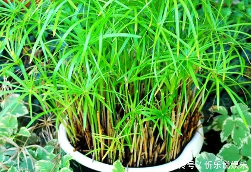 这些花真好养,光浇水就能爆盆,天天浇水,天天开爆盆