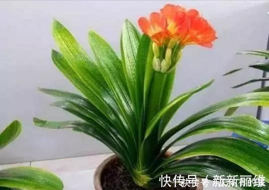 花友们|把它倒在花盆里，君子兰疯长如野草，一次能开30多