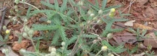 乡下一种野草，农民叶子拿来吃，却不知道根是宝贵的，它叫田藕