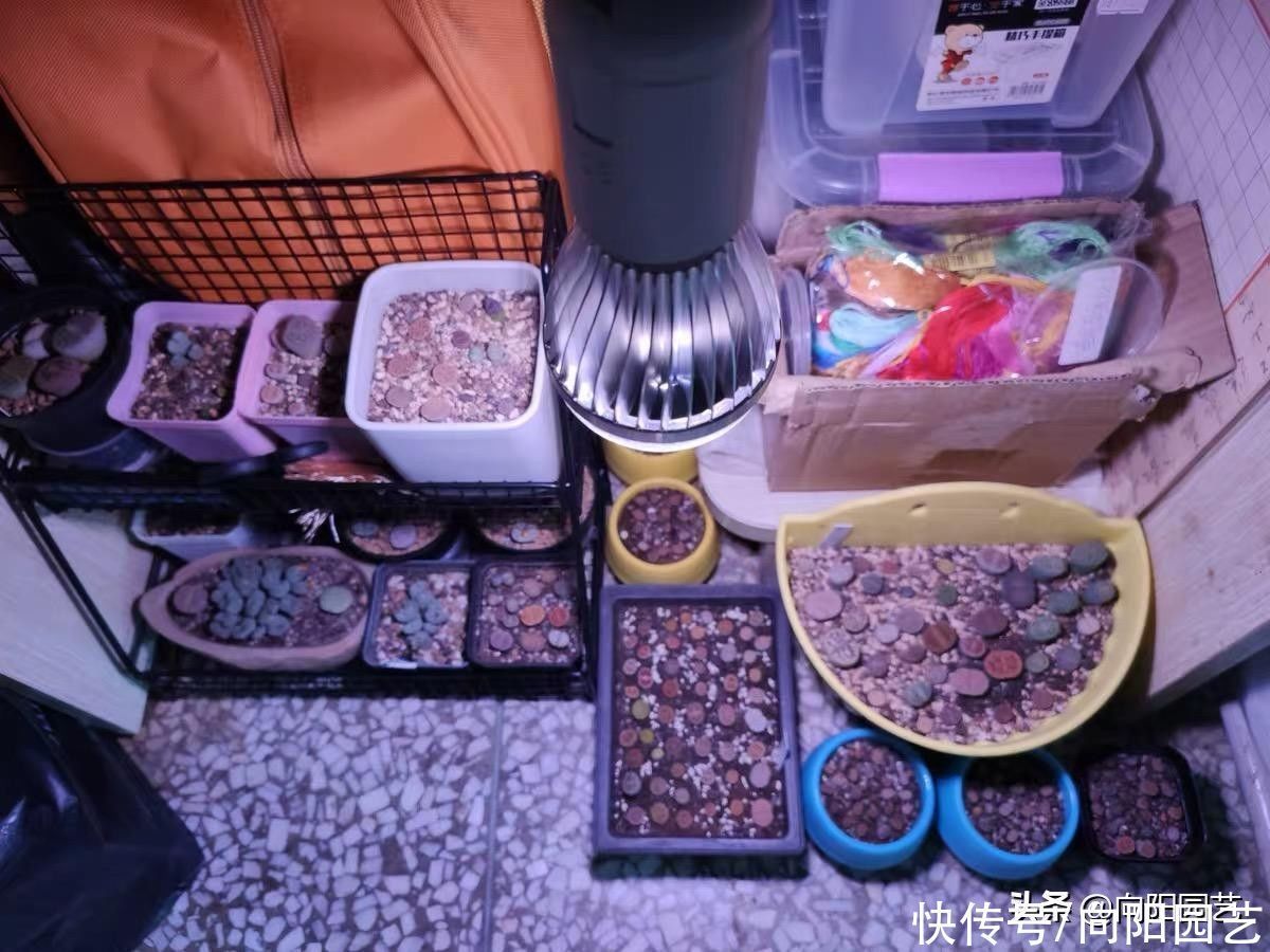 多肉为什么会徒长?哪些原因引起徒长?我们应该如何避免?