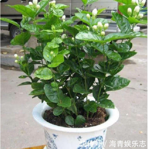 浇水|4种花夏天必须勤浇水，水分充足爆花一整夏，不然叶片发黄不开花