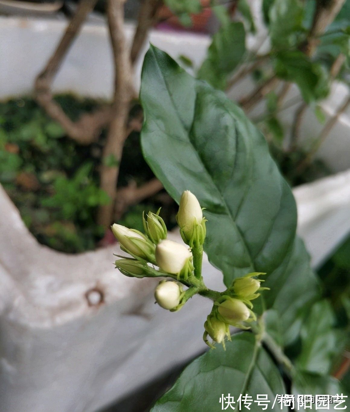 茉莉|茉莉花怎么修剪？茉莉开完花，剪剪枝条，保留养分好过冬