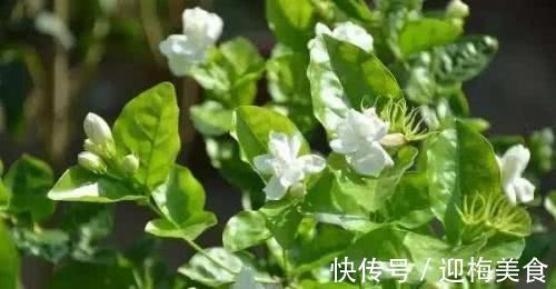茉莉花|喜欢养花，就养茉莉花，按照它的习性养，不黄叶，开出层叠“群花”