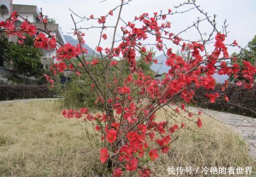 娇艳|4种“抗冻花”,娇艳不娇贵,寒冬腊月冻不死,冰天雪地开红花