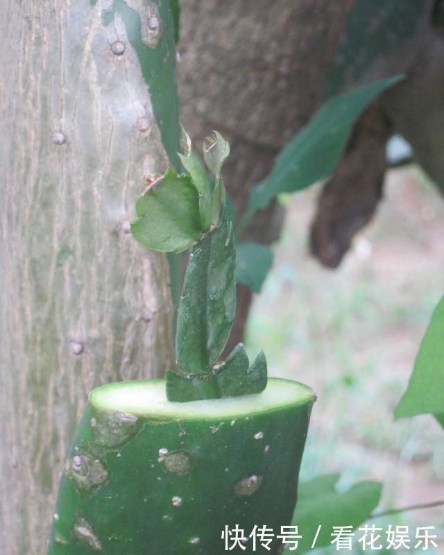 嫁接的蟹爪兰怎么养做到这“一点”,开成一棵花树,层层都是花