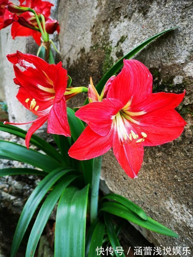 真正的花坚强,墙缝、地缝都能长,开花特别旺!