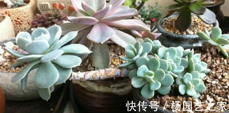花友|这3类多肉盆栽价钱合适也不值得入手,养不久、养不活