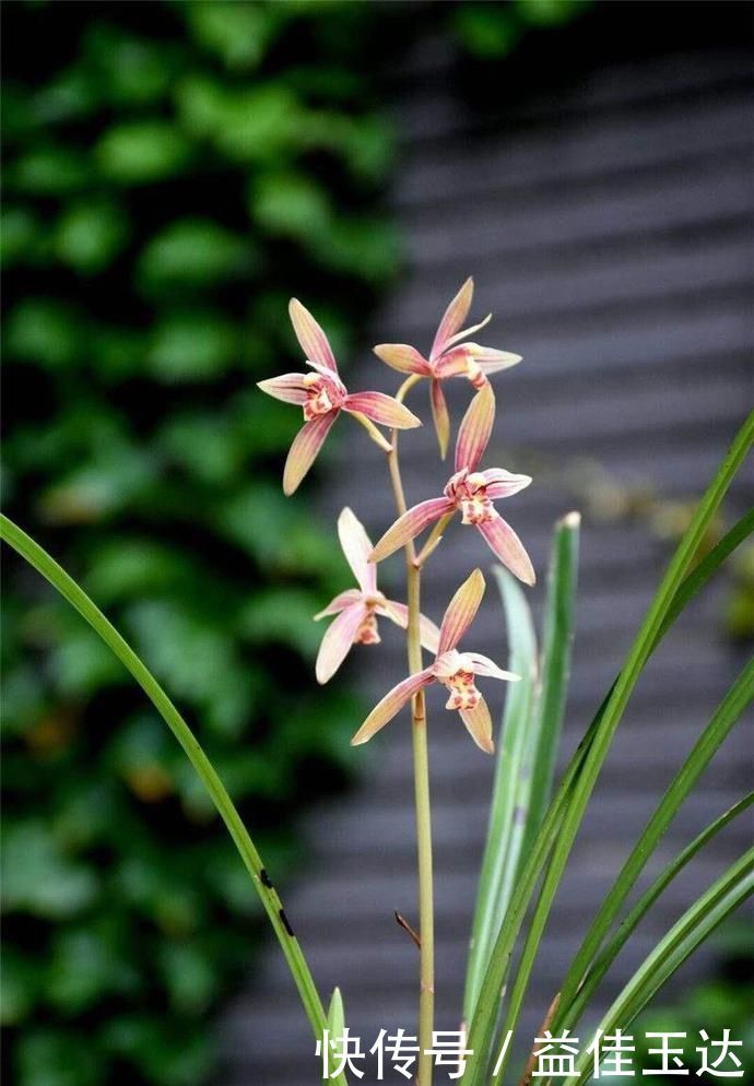 兰花如何养护,注意掌握正确的光照,比施肥更重要