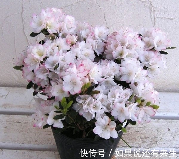 想养好杜鹃,配好土,养好根是关键,别再问为啥掉花掉叶了