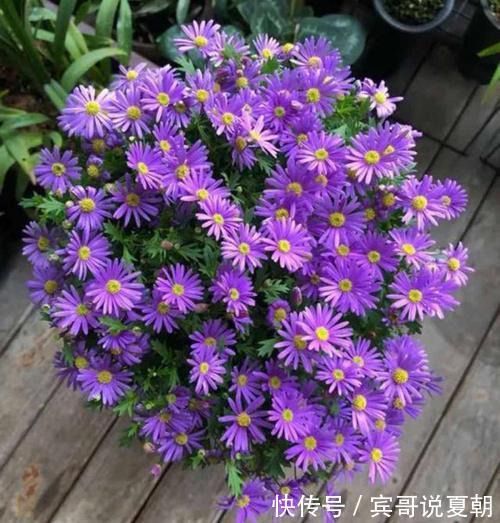 推荐8款小草花,普普通通开花美,是阳台盆栽的“颜值担当”!