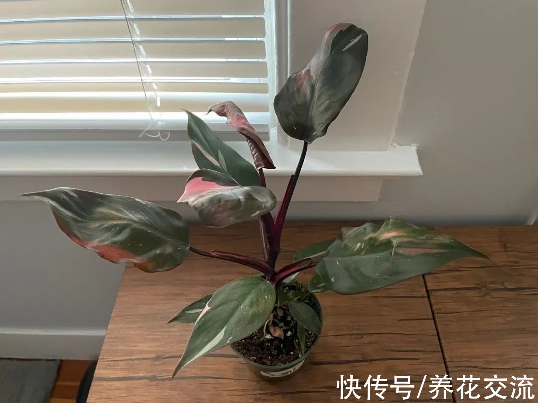 上百块一盆的粉公主蔓绿绒，比粉刚果蔓绿好太多，适合你养吗？