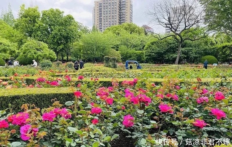 月季最美赏花期来了！黄浦这些地方不容错过→