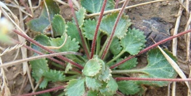 腰痛|大家常见的中药材喉咙草,祛风清热,跌打损伤,药效多多