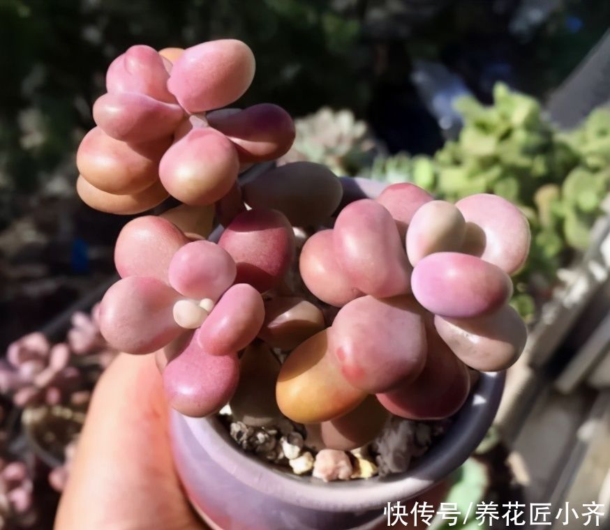 多肉|夏天如果多肉烂根，多数人会选择扔掉，其实处理得当，它还能恢复