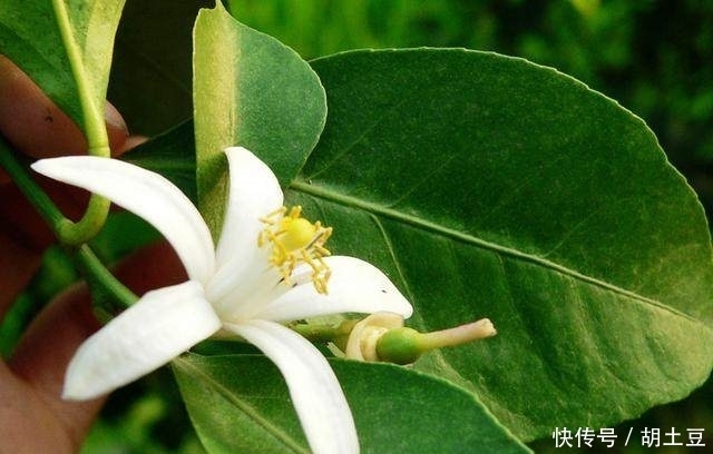 送给你实用的养花秘籍——盆栽柠檬的养护秘籍，简单实用花香四溢