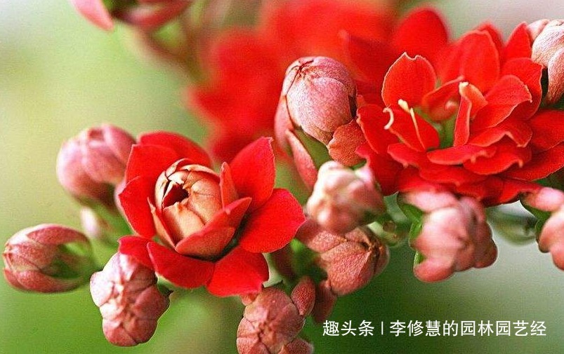 长寿花、虎皮兰为何根系频频腐烂跟我学，轻松成活，花开爆盆！