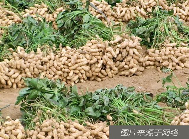 朋友|花生盡量少吃,最好不吃,很多朋友不清楚為什么,早知早受益