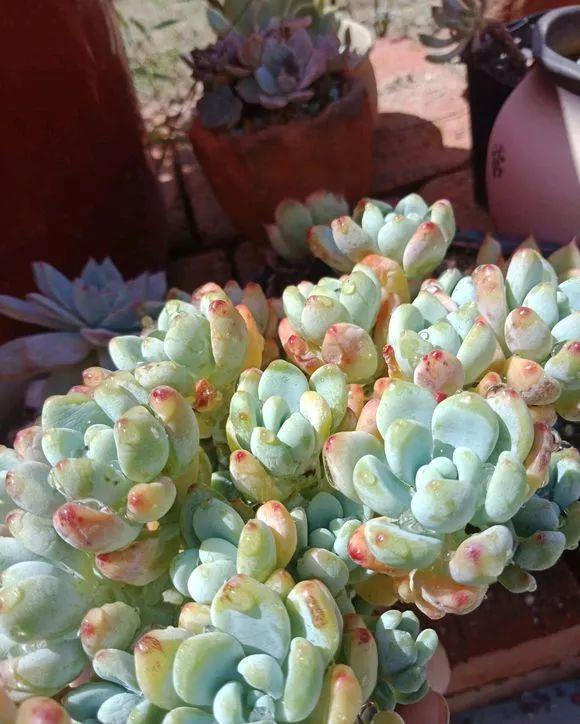 超爱爆小崽的5种多肉,种盆里长的密密麻麻,都装不下了!