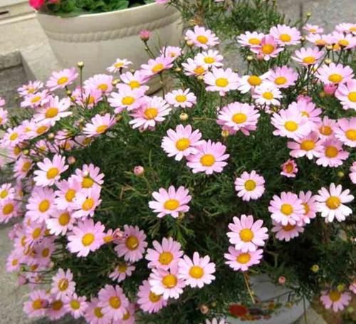 此花好看又好养，花比也还多，一开就爆盆，是阳台盆栽新宠！