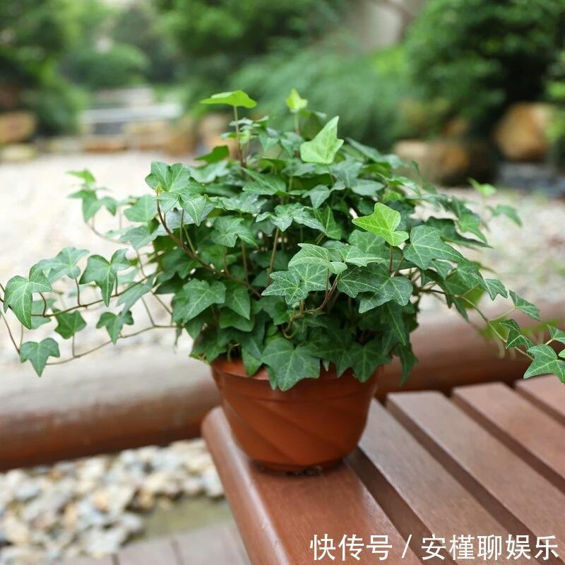常春藤|家里摆这几盆花,不仅好看,还能净化空气,有利于身体健康!