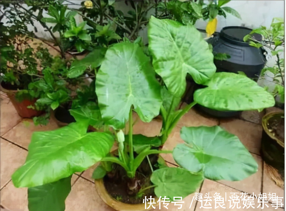 5种花,懂花的人不在家里养,会被嘲笑“没品位”