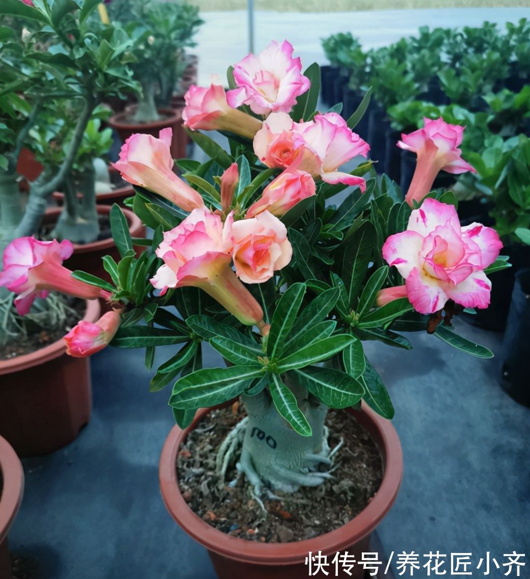 7种耐旱花,适合“懒人”养,忘记浇水也不怕,越长越旺还开花