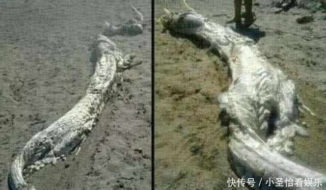 回事|历史上真有龙吗?史记中记载的养龙和吃龙肉,又是怎么一回事?