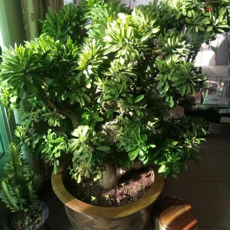 盆栽|麒麟掌,一般人嫌丑,内行人却争相盆栽搁室内,镇宅又气派