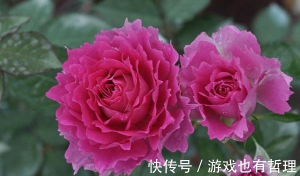 花朵|30个浓香月季品种,你喜欢哪一种养一棵满院飘香!