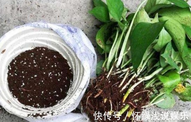 坏习惯|喜欢养花,先戒掉7个坏习惯,不然啥花也养不好,你占了几个?