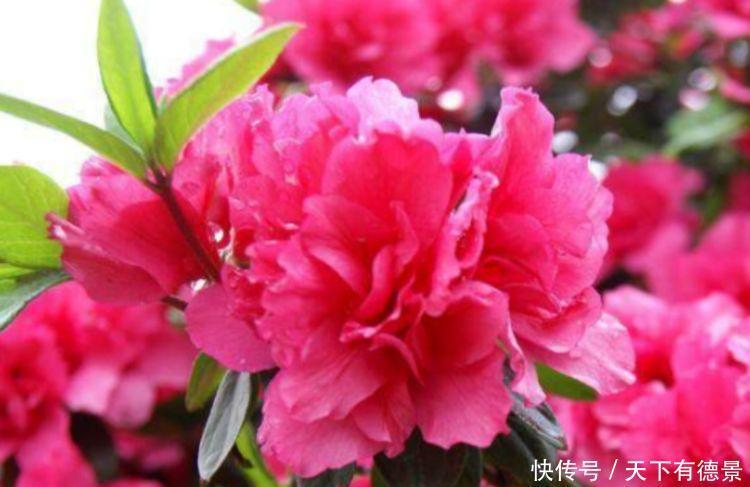 家养几款植物,阳台开出花海,花姿妖娆,四季繁花似锦