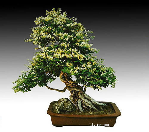 身体健康|几种对身体好的植物，在家里养一盆，身体健康！