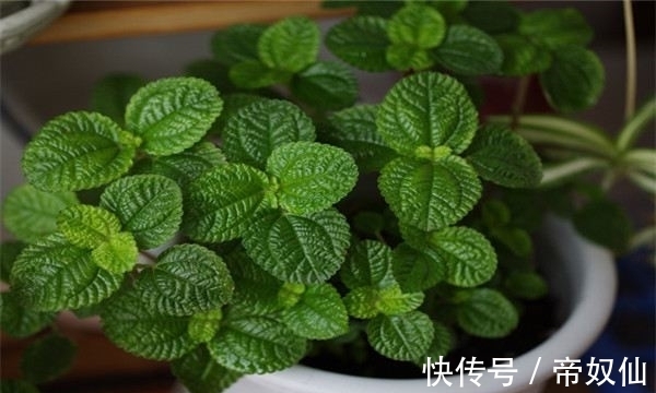 空气净化器|天然的空气净化器,小小的一颗植物,还能散发浓郁的清香