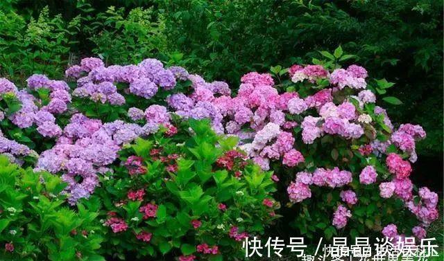 院子|它们是“庭院3宝”，有院子一定要种全，开花时让人羡慕